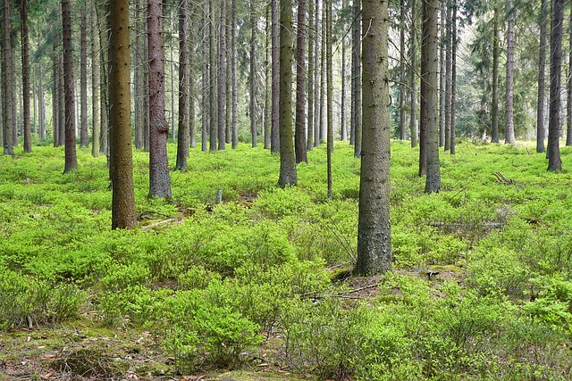 Bäume pflanzen